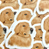 Side Eye Golden Retriever Sticker