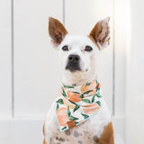 Foggy Dog Bandana